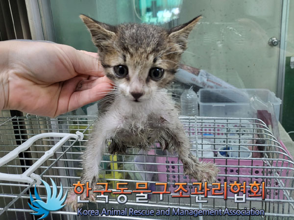 한국동물구조관리협회_411323202300798