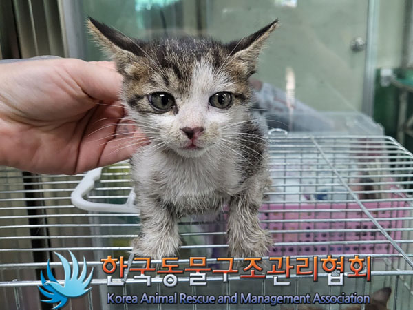 한국동물구조관리협회_411323202300797