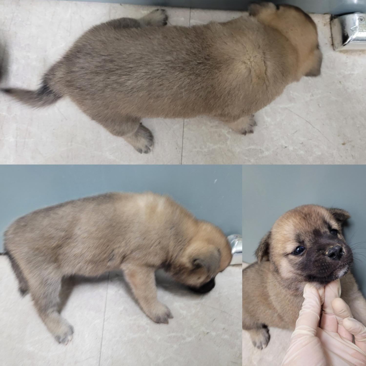 논산시 동물보호센터_444454202300853