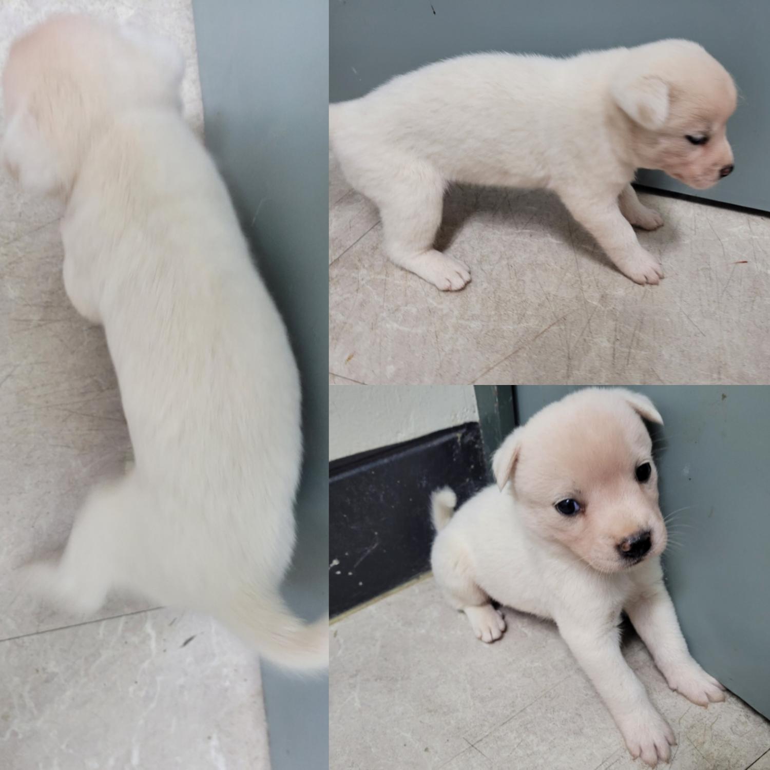 논산시 동물보호센터_444454202300855