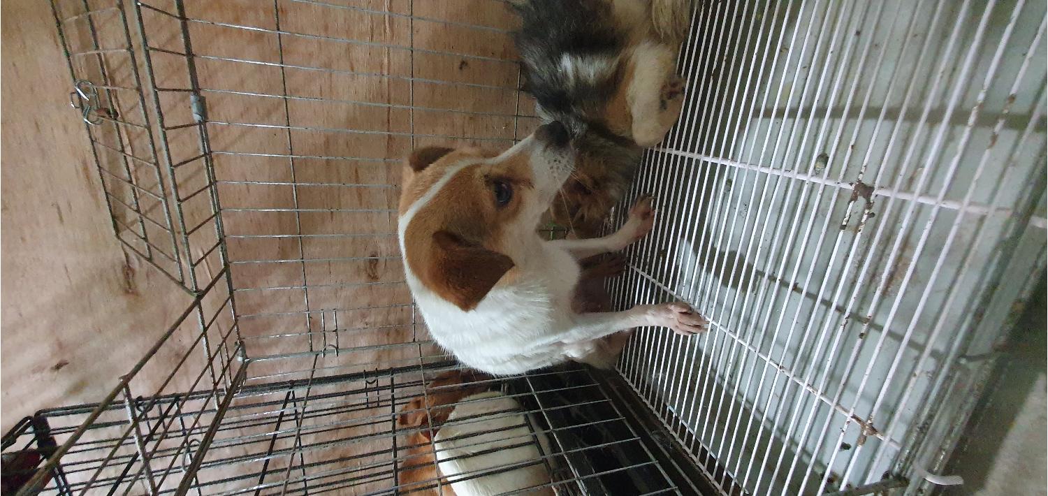 고령군 임시보호소_447520202300326