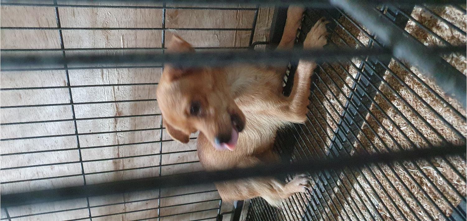 고령군 임시보호소_447520202300328