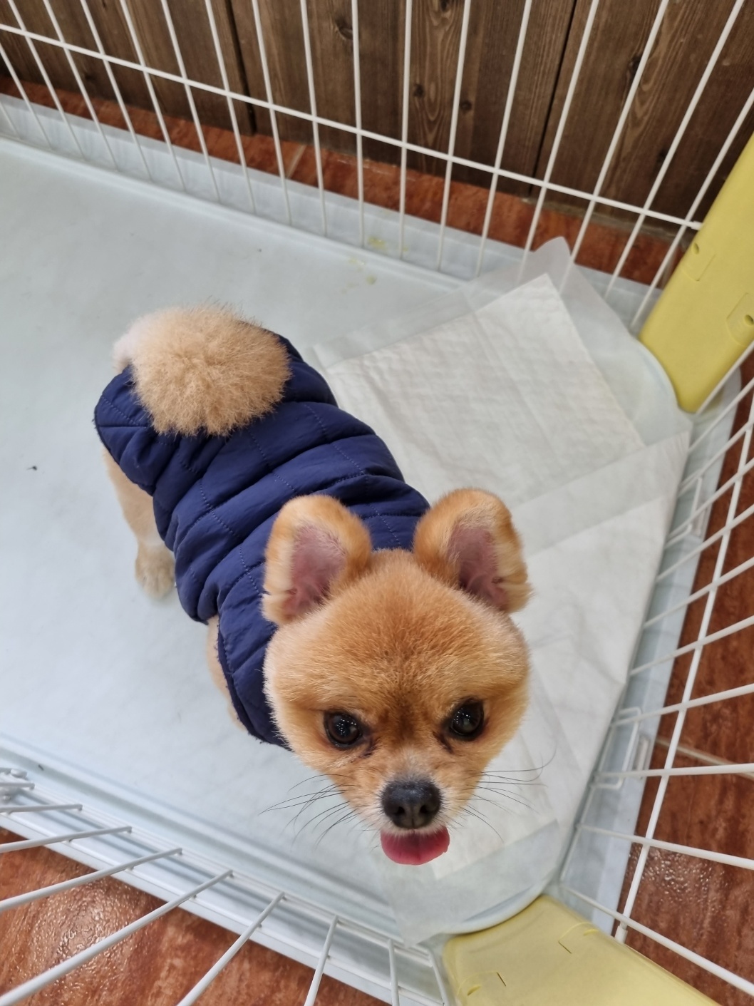 종료(반환) 포메라…