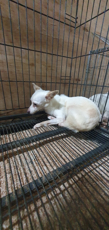고령군 임시보호소_447520202300329