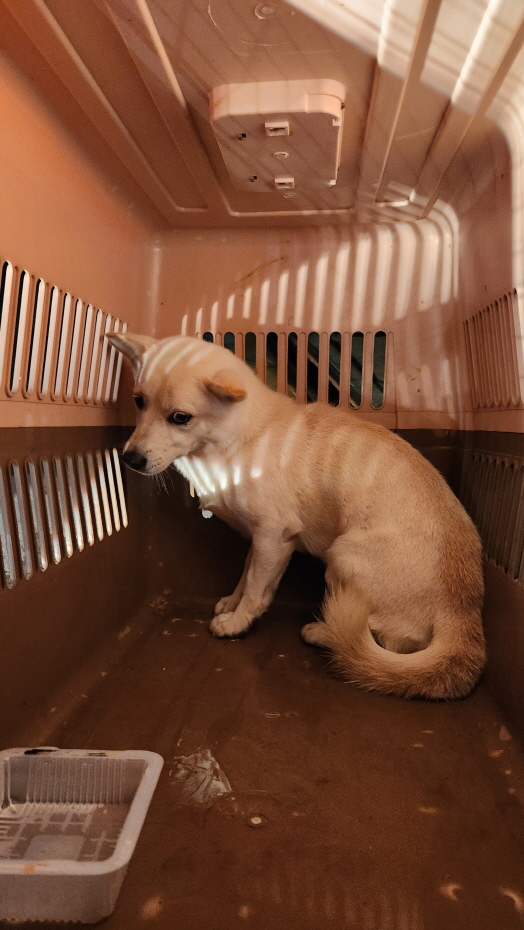 익산유기동물보호소_445468202301828
