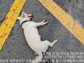 대전동물보호센터_430364202300310