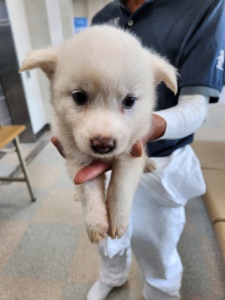제주 동물보호센터_450650202303292