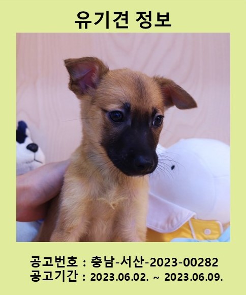 [개] 믹스견 충남-서산-2023-00282 유기동물 배경 이미지 입니다.