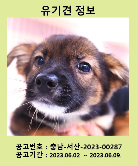 [개] 믹스견 충남-서산-2023-00287 유기동물 배경 이미지 입니다.