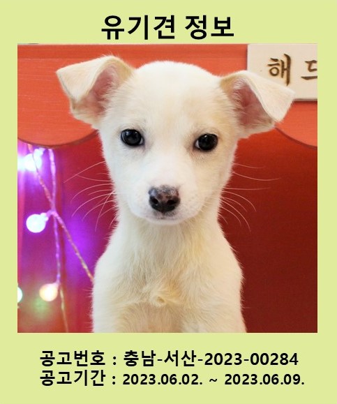 [개] 믹스견 충남-서산-2023-00284 유기동물 배경 이미지 입니다.