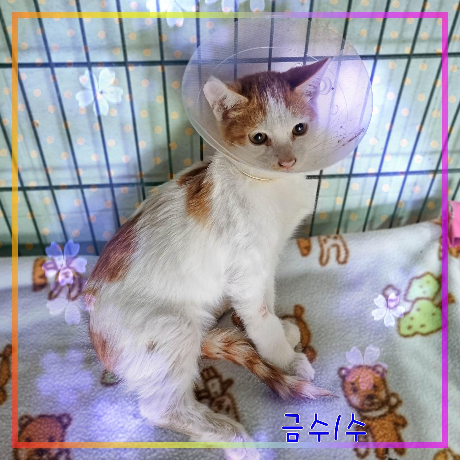 보호중 믹스묘의 가…