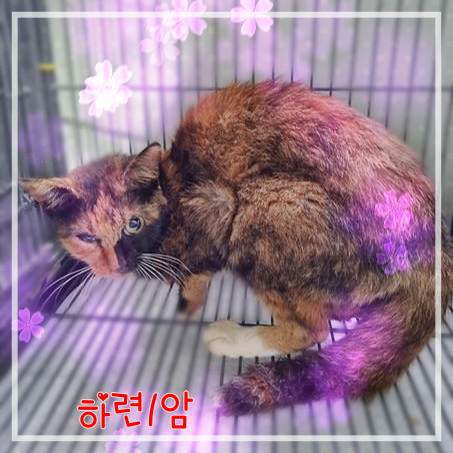 보호중 믹스묘의 가…