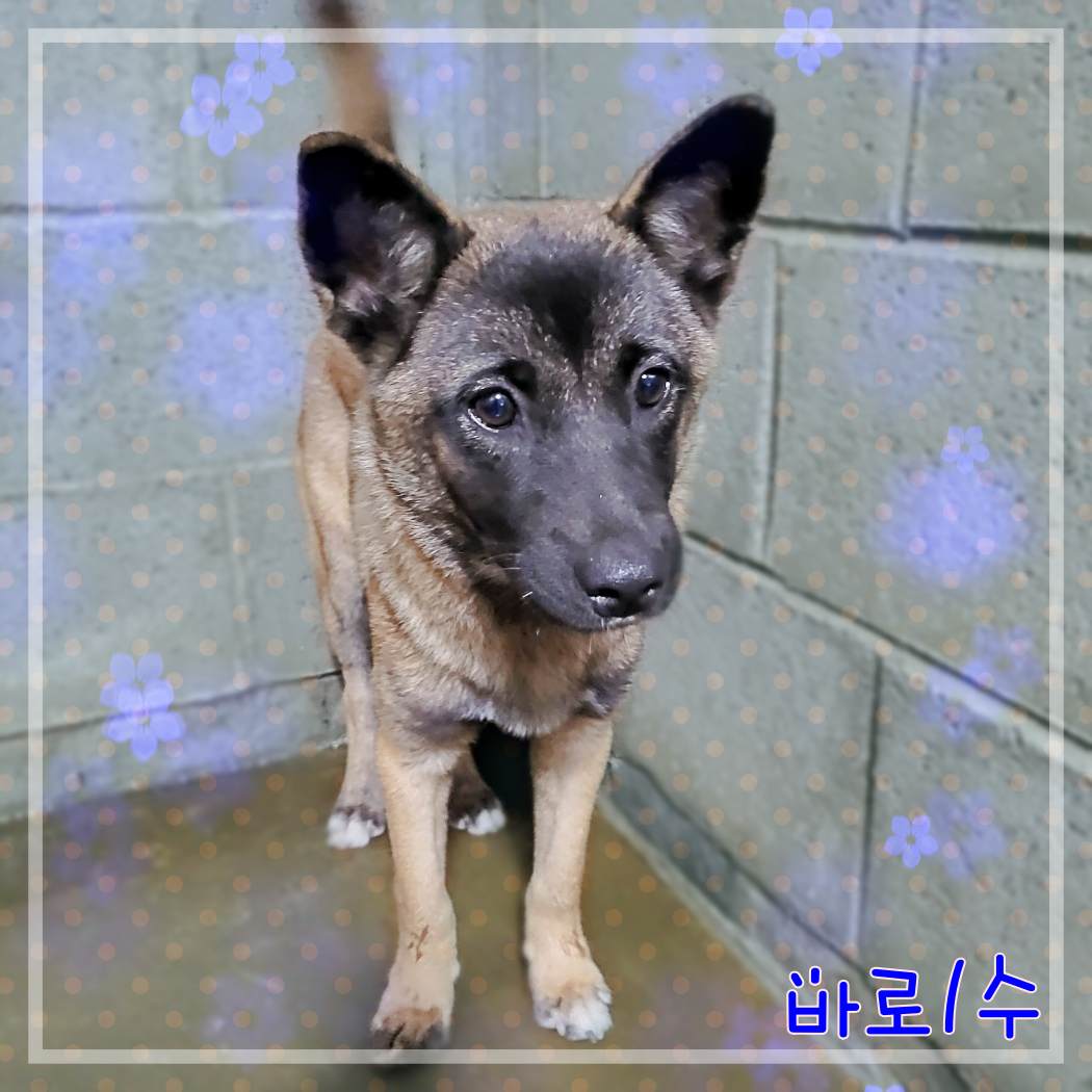 군산유기동물보호센터_445467202301883