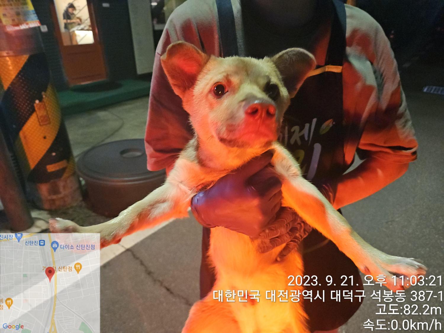보호중 믹스견의 가…