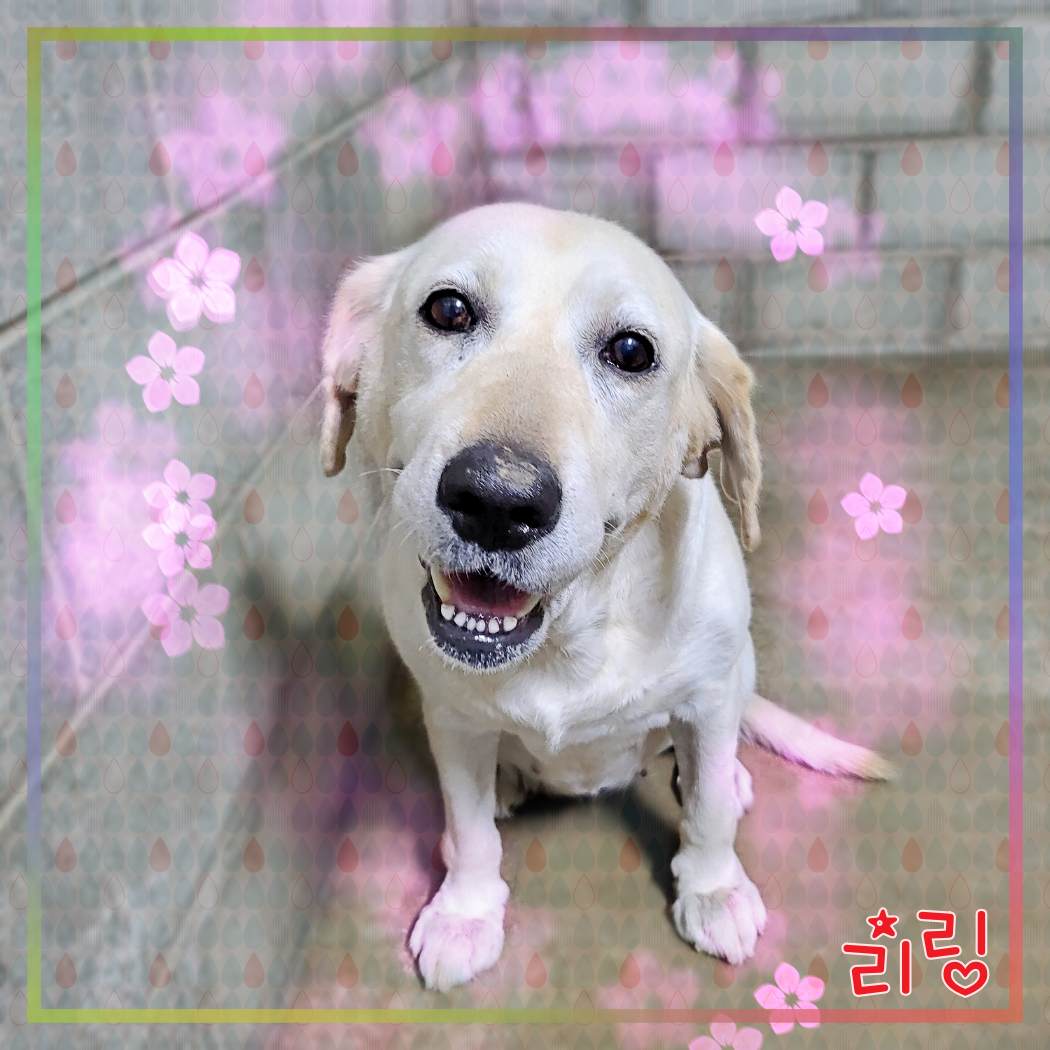 보호중 라브라도 리…