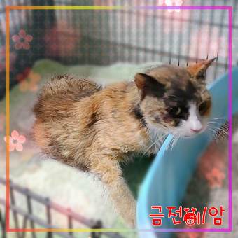 군산유기동물보호센터_445467202301891