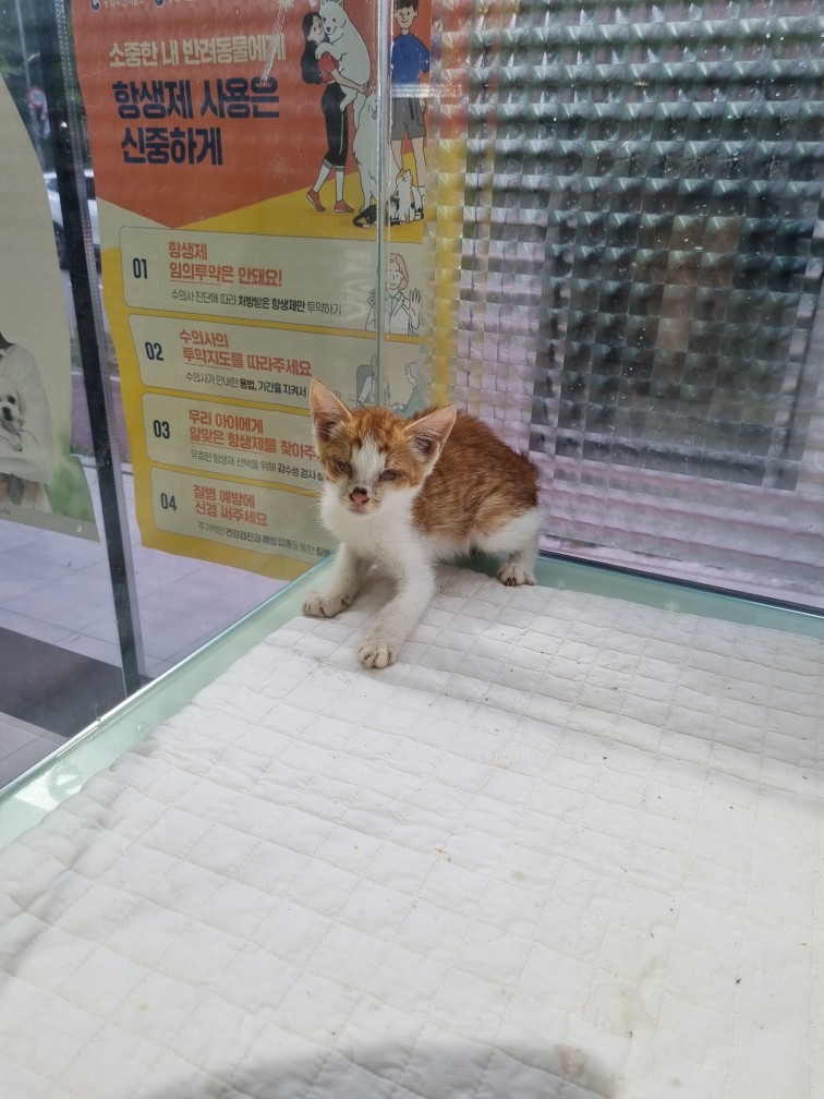 종료(안락사) 한국…