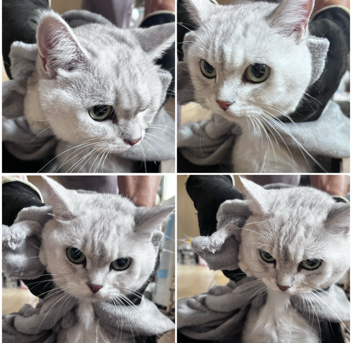 천안시유기동물보호소_444449202302067