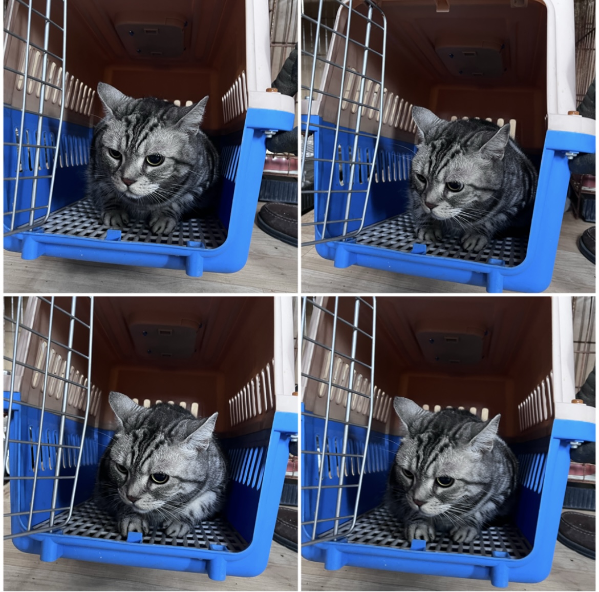 천안시유기동물보호소_444449202302066