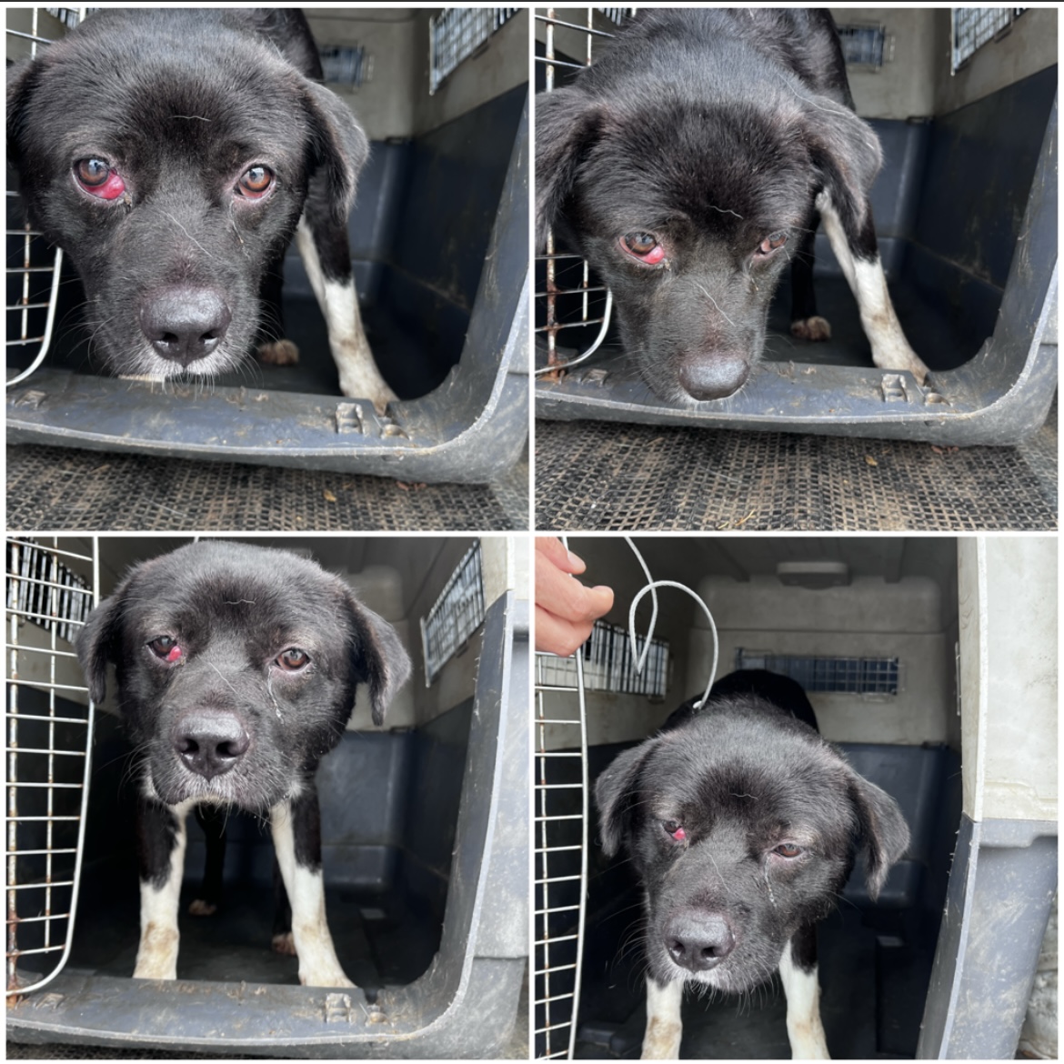 천안시유기동물보호소_444449202302062