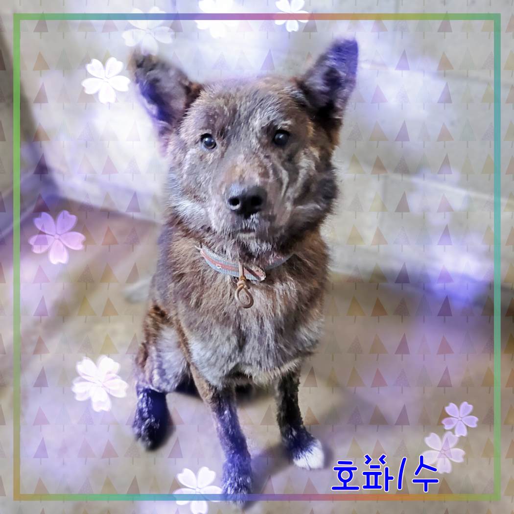 군산유기동물보호센터_445467202301887