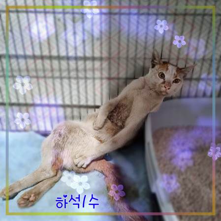 보호중 믹스묘의 가…