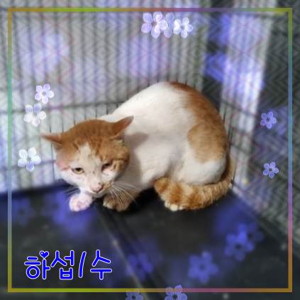 군산유기동물보호센터_445467202301890