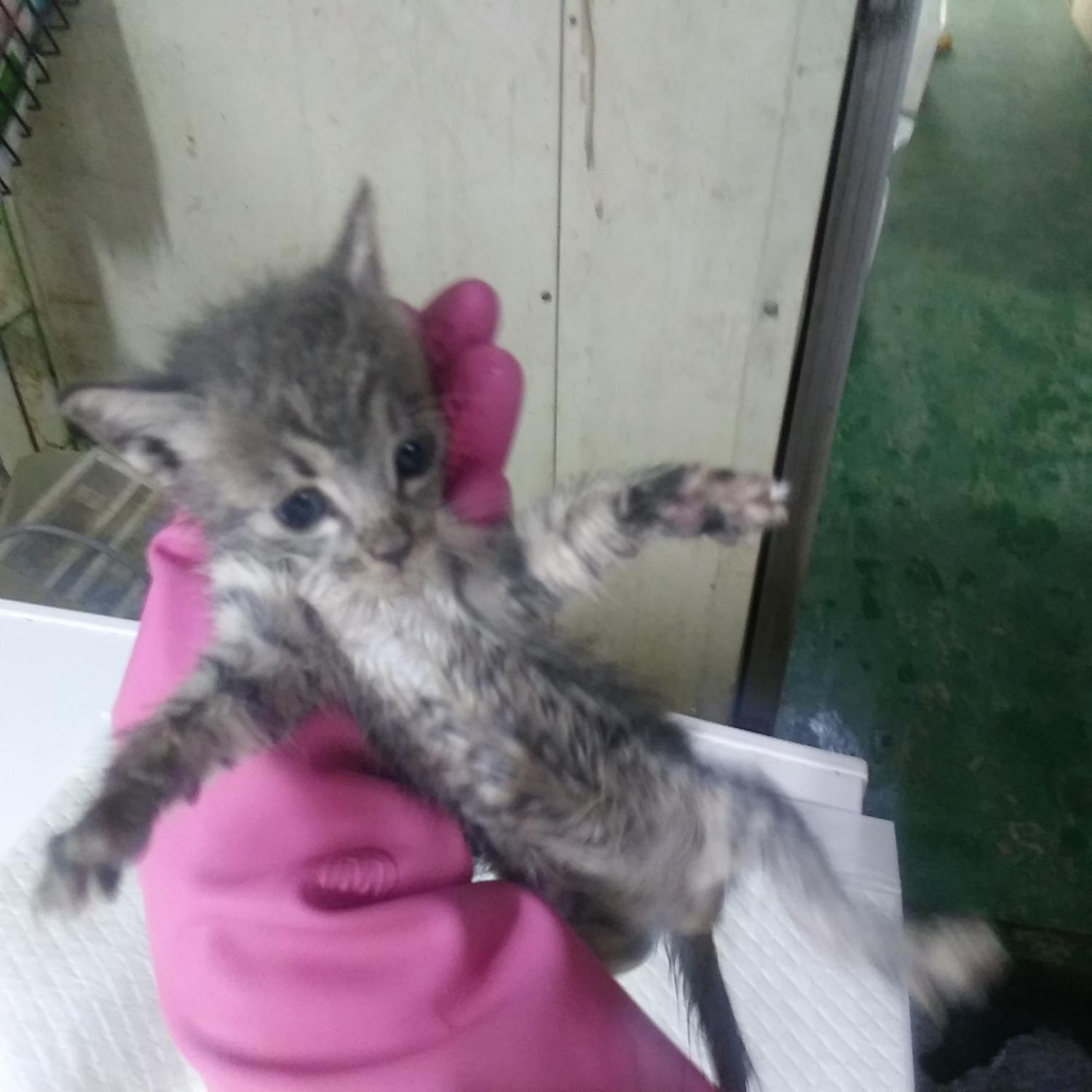 종료(자연사) 한국…
