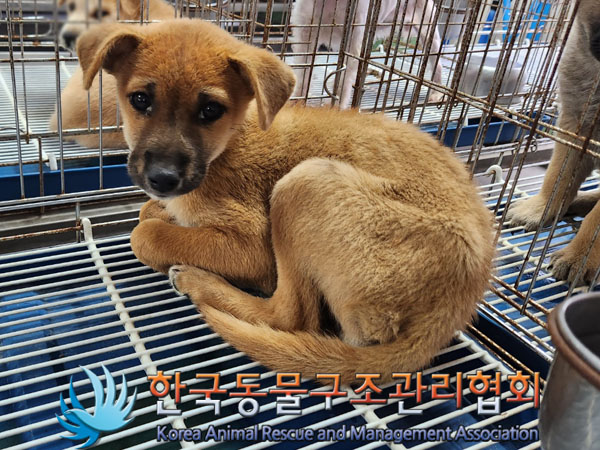 한국동물구조관리협회_441559202300930