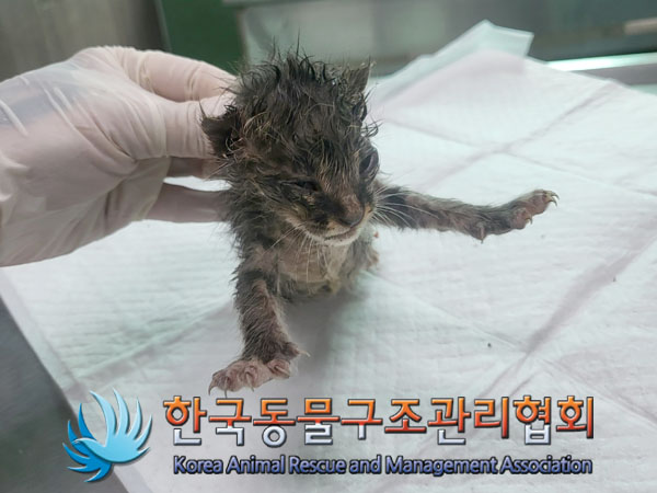 한국동물구조관리협회_441559202300939
