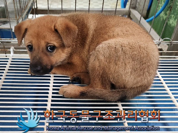 한국동물구조관리협회_441559202300933