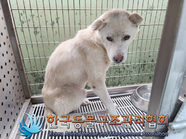종료(안락사) 믹스…