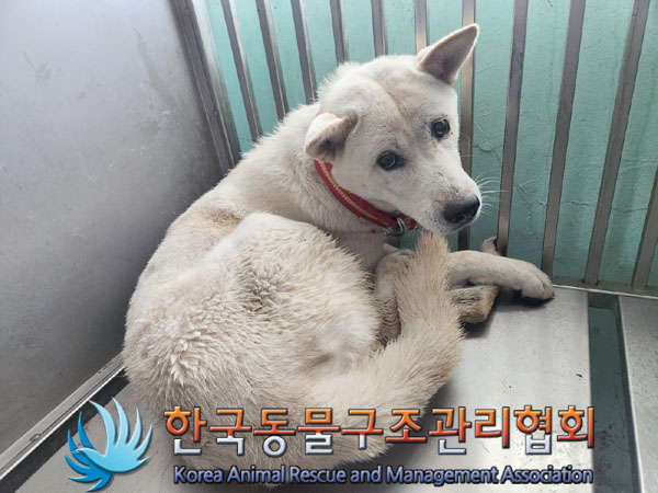 한국동물구조관리협회_441409202301468