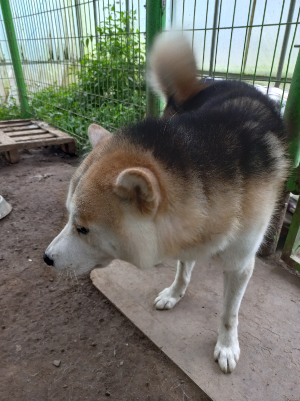 예산동물보호센터_444461202300571