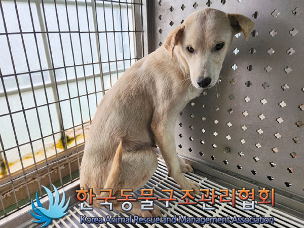 종료(안락사) 믹스…