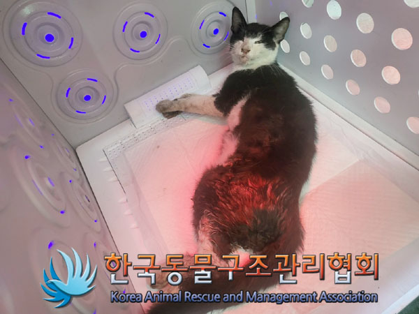 보호중 한국 고양이…