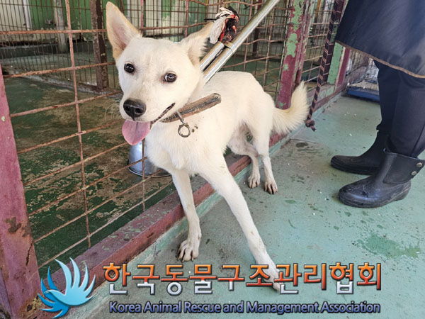 한국동물구조관리협회_441560202301101