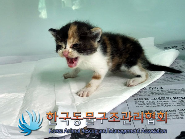 보호중 한국 고양이…