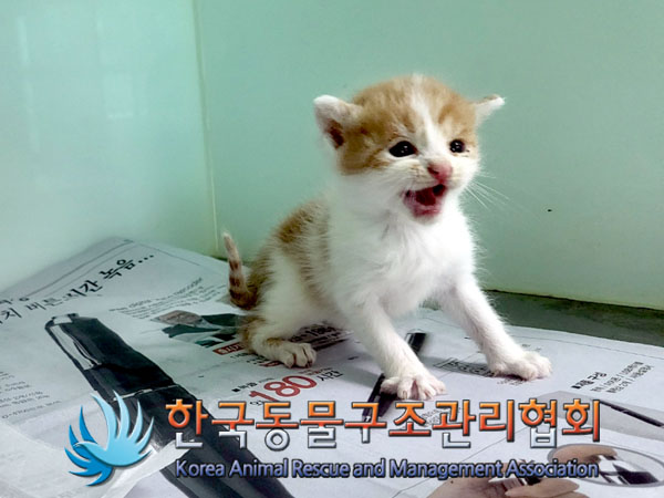 보호중 한국 고양이…