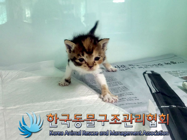 보호중 한국 고양이…
