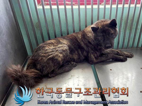 종료(안락사) 믹스…