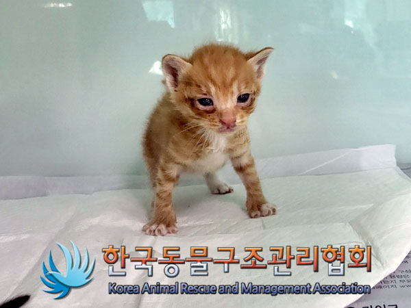 한국동물구조관리협회_441560202301099