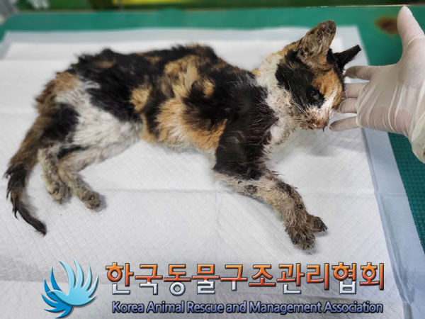 한국동물구조관리협회_411317202300264