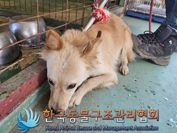 종료(안락사) 믹스…