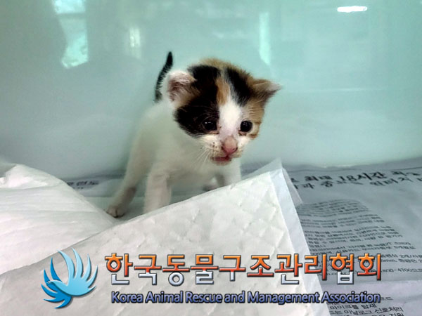 보호중 한국 고양이…