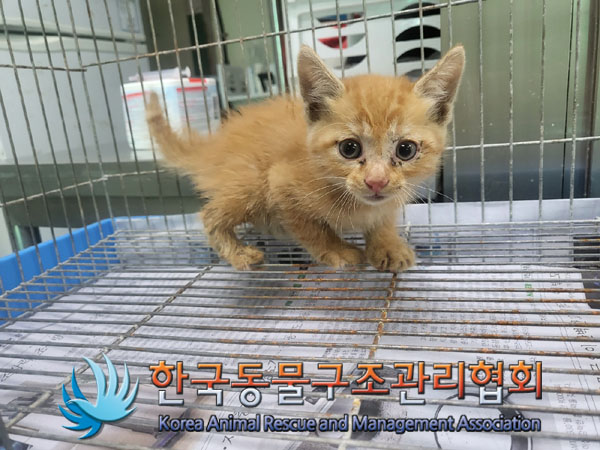 한국동물구조관리협회_411312202300597
