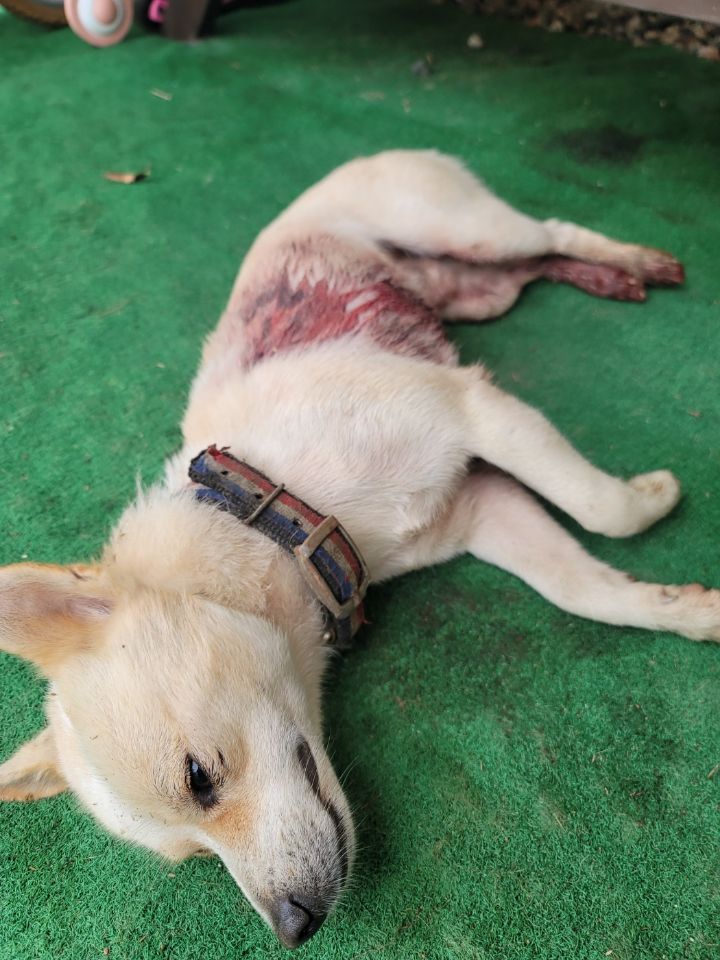 보호중 믹스견의 가…