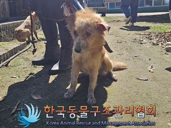 종료(안락사) 믹스…
