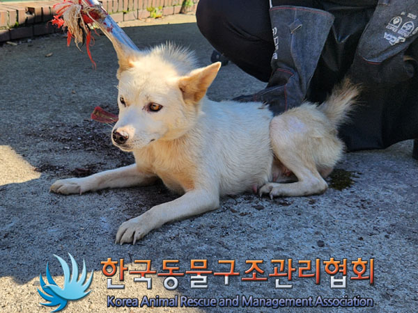 한국동물구조관리협회_441560202301139