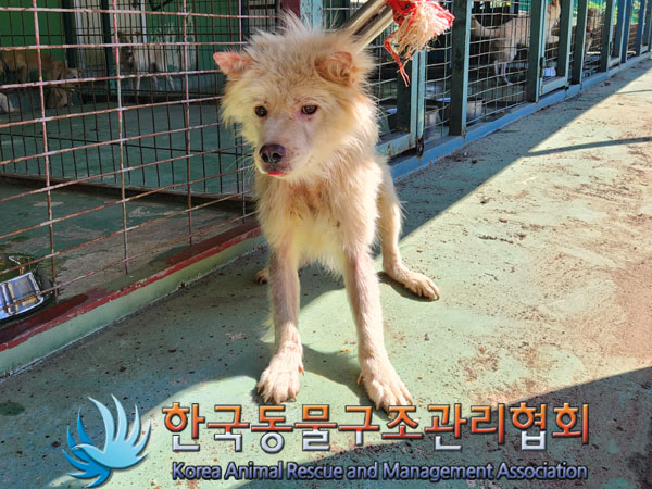 한국동물구조관리협회_441560202301131